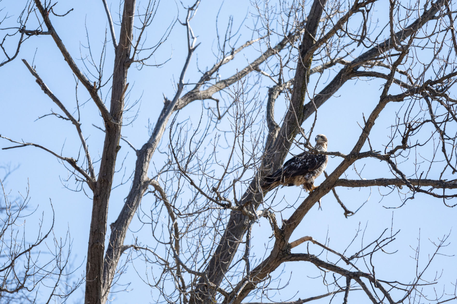 eagle2
